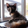 毛長ゴージャスなさび猫ちゃん サムネイル5