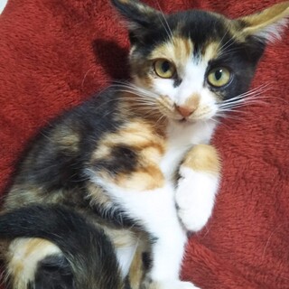 美猫の仔猫ひなたちゃん