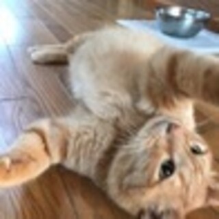 撫でてもらうのが大好きです　ちゃん太くん