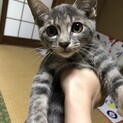 人懐っこい元気な男の子です！