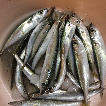 潮で釣れる魚が違うけど、とりあえず喜んでる⁇でもね…メバルはどこ？えーと、探してきます(;´д｀)