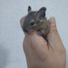 7月6日生まれデグー サムネイル2