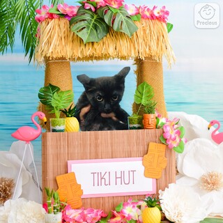 お嬢様にいじめられる執事のようなタケ君・黒・オス