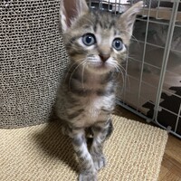 レオ