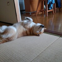 こめ(まめぞう)