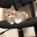 サバトラの子猫♀の里親募集します。