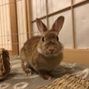 かくれんぼーず へやんぽ大好きな【ぐりちゃん】 サムネイル6