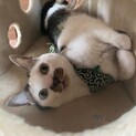 急募！お顔の模様が素敵なゴロゴロにゃんこ