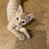 茶トラの女の子の里親さん募集中！ サムネイル6