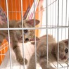 茶トラの女の子の里親さん募集中！ サムネイル7