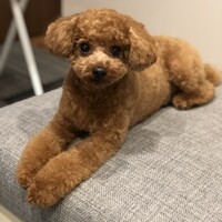 ルル