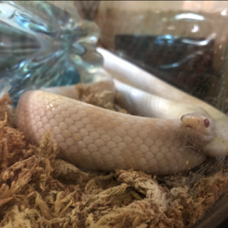 コーンスネークご応募ありがとうございました。