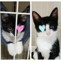 （緊急）方目の治療中保護子猫二匹。人にベタ慣れ。