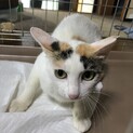 美人な三毛ママ　みきちゃん　1歳