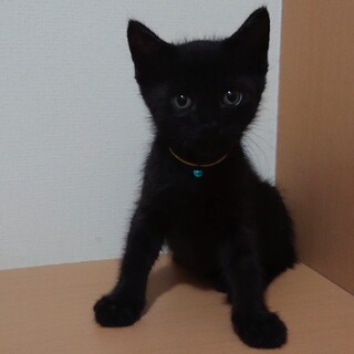 ミルクから育てました☆好奇心旺盛な男の子です！