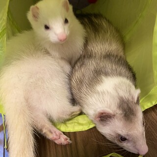 フェレット2匹です