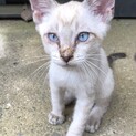 迷い猫の里親を探しています　【仮決定しております】