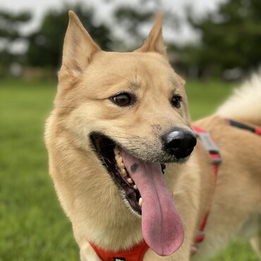 ウチの子イケメン(*´꒳`*)今日は家族ですごく広い公園に気分転換に行けていい写真が撮れました！