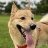 ウチの子イケメン(*´꒳`*)今日は家族ですごく広い公園に気分転換に行けていい写真が撮れました！