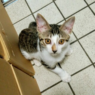 やさしい性格サバシロオス君