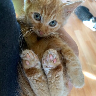 珍しい長毛の全茶トラの女の子　キキちゃん　3ヶ月