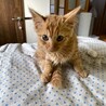 珍しい長毛の全茶トラの女の子　キキちゃん　3ヶ月 サムネイル3
