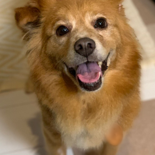 子犬のように純粋無垢☆ 甘えん坊ももちゃん