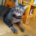 【募集一時停止】甘えた男子のくいちゃん♂