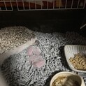 ハリネズミちゃん