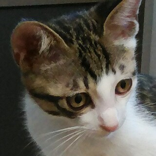 ミニミニ尻尾が可愛いサバシロ君