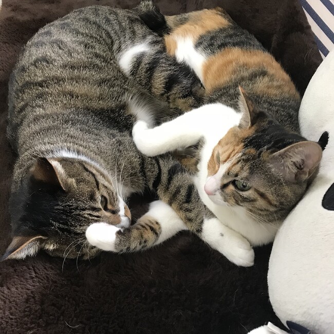 パパクマ86のカバー写真