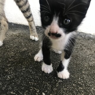 2か月のオスくんです^ ^