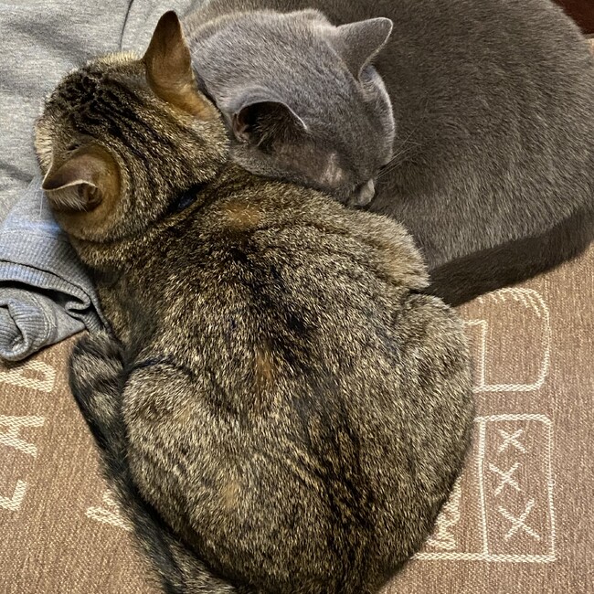 カルカン甘口のカバー写真