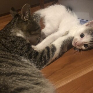 おっとりなブチのオスくんです