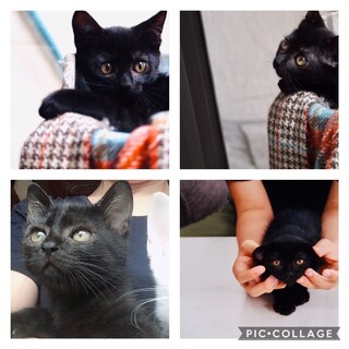 仔猫里親募集中！