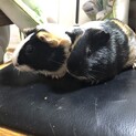 モルモット4匹里親募集