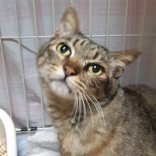 猫のいる穏やかなお家を！寅ちゃん