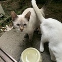 シャムっぽい仔猫