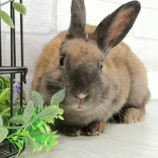 保護うさぎ：キノちゃん