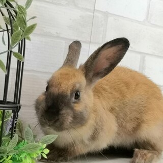 保護うさぎ：ククルちゃん