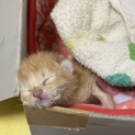生まれたての子猫を助けて下さい！