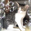 ★★美形きれいな子猫ちゃん★★