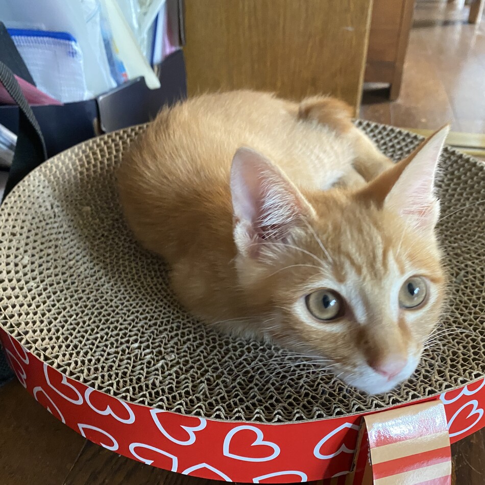 ぶーのカバー写真