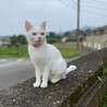 いけりさん