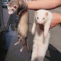 フェレット２匹里親さん募集してます