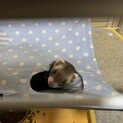 パスバレー　フェレット　女の子　1歳