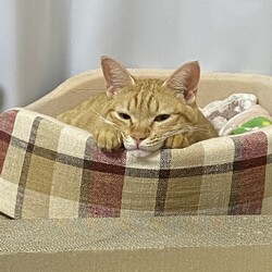 「コロナに負けるな！」サムネイル2