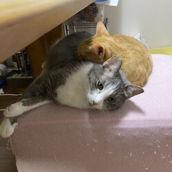 「コロナに負けるな！」サムネイル3