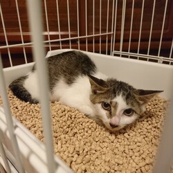 「仔猫保護」サムネイル1