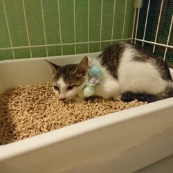 「仔猫保護」サムネイル2